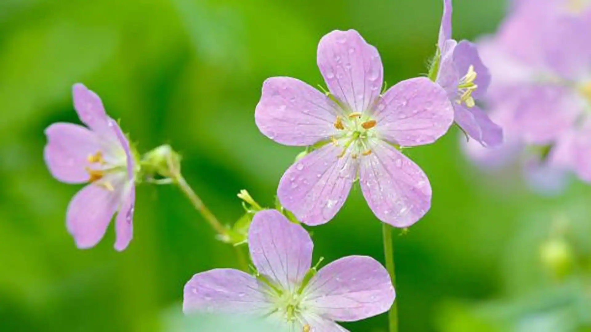 Wild geranium: A skincare game-changer