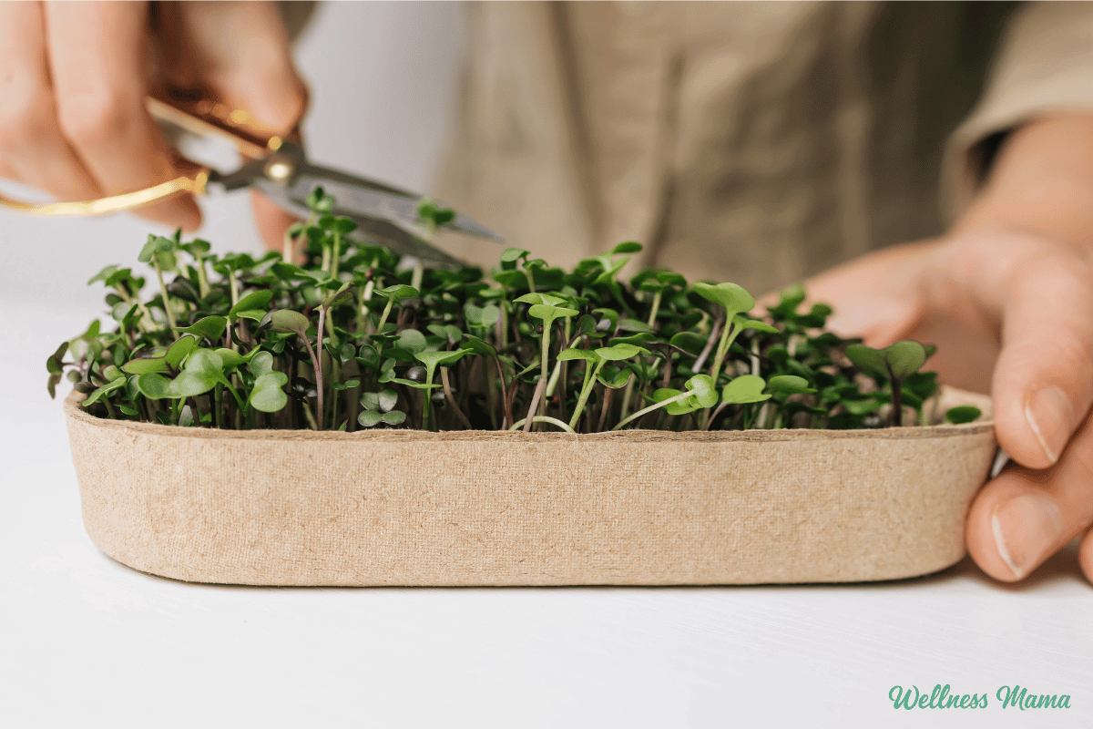 grow microgreens