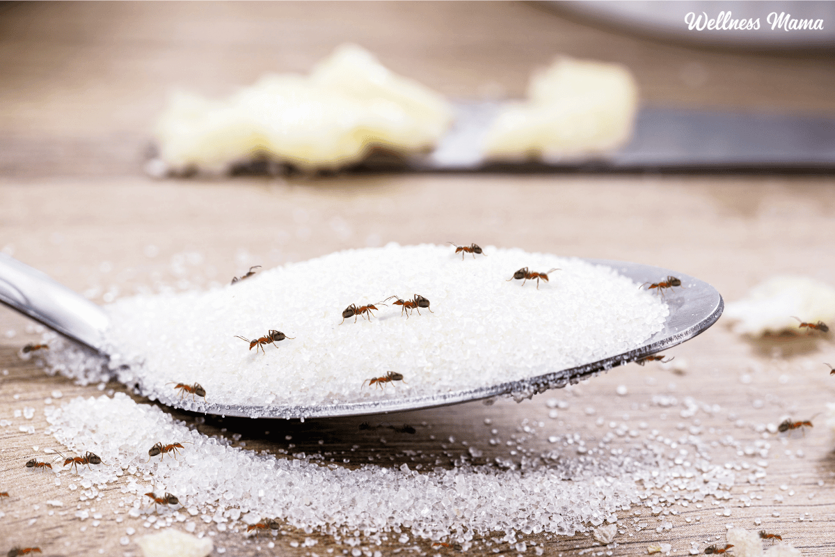 get rid of ants